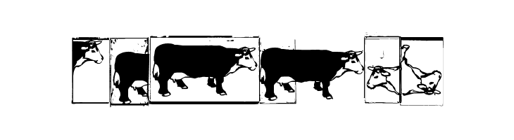 IKHIOOGLAcow  Free Fonts Download