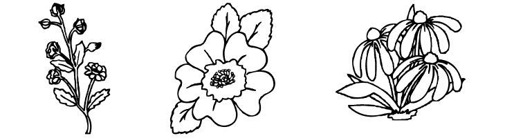 DT Flowers 2  Free Fonts Download