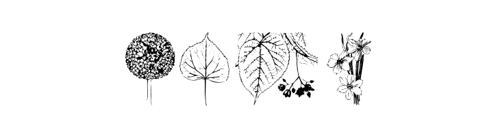 Botanicals  Free Fonts Download