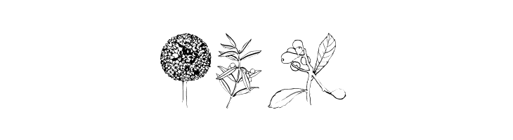 Botanicals  Free Fonts Download