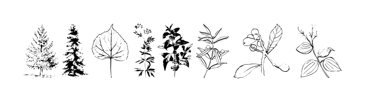 Botanicals  Free Fonts Download