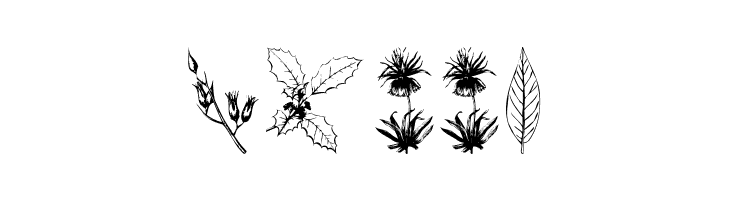 Botanicals  Free Fonts Download