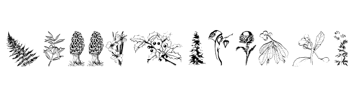 Botanicals  Free Fonts Download