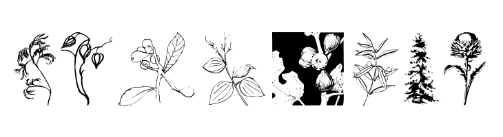 Botanicals  Free Fonts Download