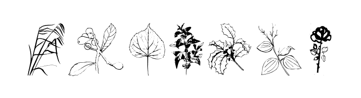 Botanicals  Free Fonts Download