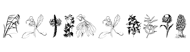 Botanicals  Free Fonts Download