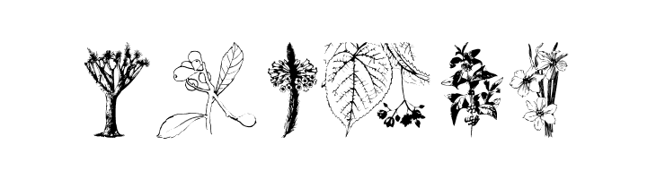 Botanicals  Free Fonts Download