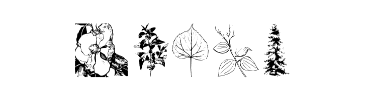 Botanicals  Free Fonts Download
