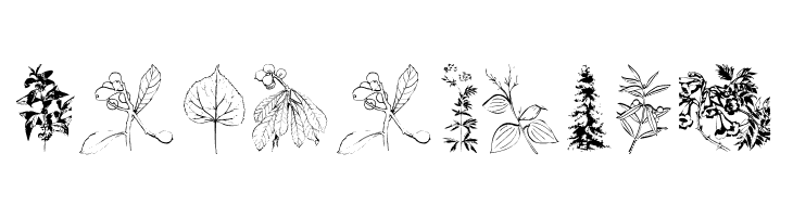 Botanicals  Free Fonts Download