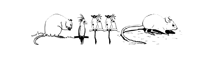 AustranimalsOne  Free Fonts Download