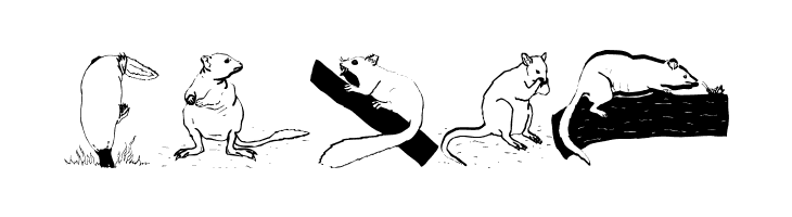 AustranimalsOne  Free Fonts Download