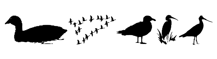 BirdsAndFriends  Free Fonts Download