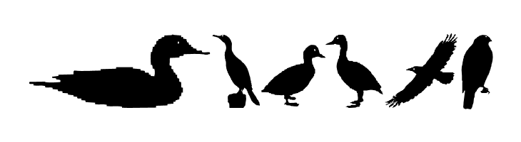 BirdsAndFriends  Free Fonts Download