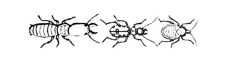 InsectsMK  Free Fonts Download