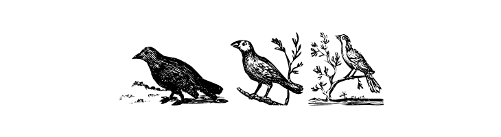 VeryOldBirds  Free Fonts Download