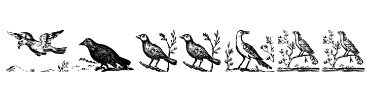 VeryOldBirds  Free Fonts Download