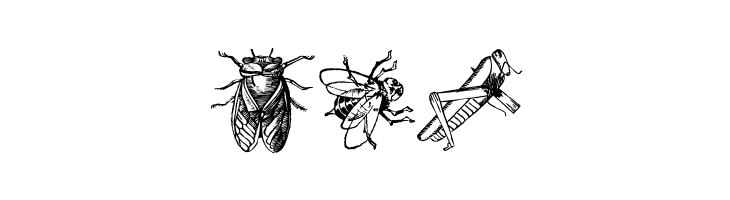 Insects  Free Fonts Download