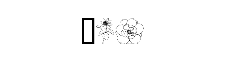 Wildflower III  Free Fonts Download