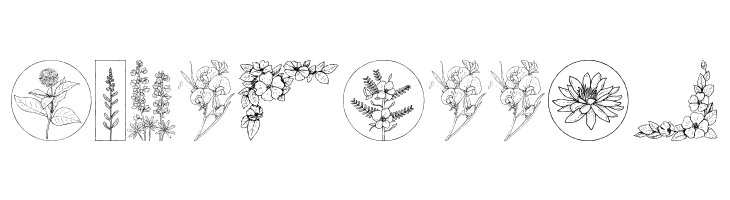Wildflower  Free Fonts Download