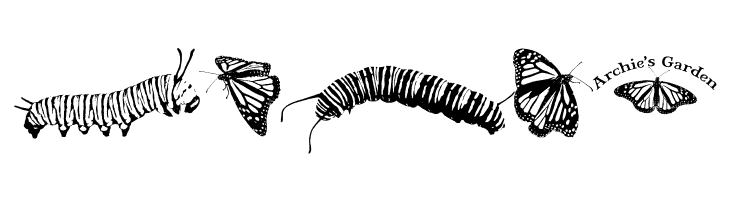 WL Royal Flutter Dingbats  Free Fonts Download