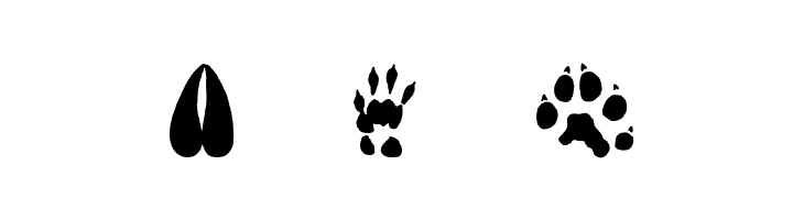AnimalTracks  Free Fonts Download