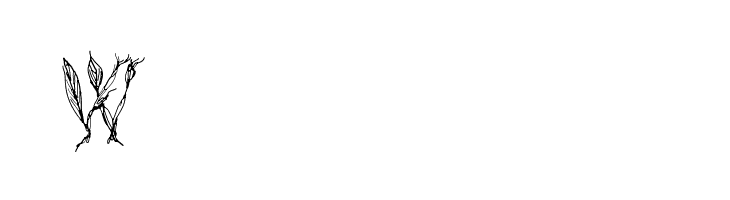 CF Tree of Life Regular  Free Fonts Download