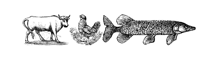 Animals Old Cuts  Free Fonts Download