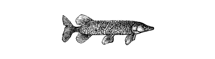 Animals Old Cuts  Free Fonts Download