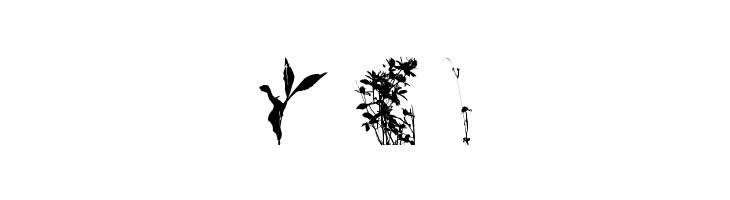 Floral Flush  Free Fonts Download
