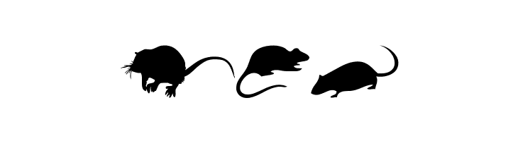 Rats  Free Fonts Download