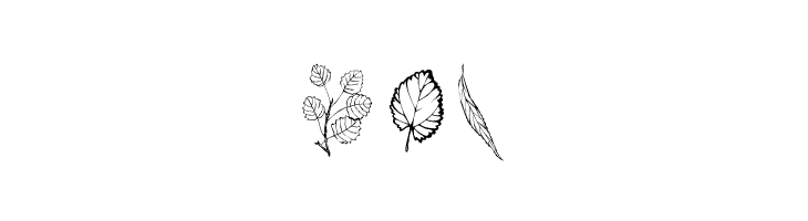 ArborisFolium  Free Fonts Download