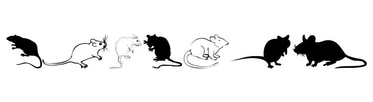 Rats  Free Fonts Download