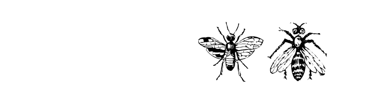 AEZinsects  Free Fonts Download