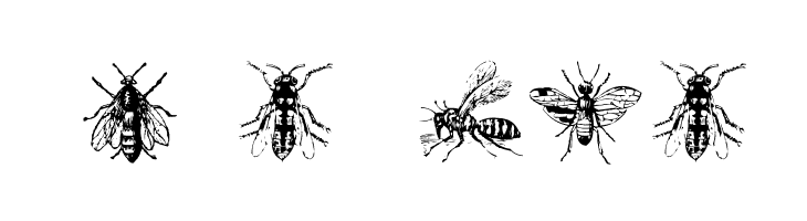 AEZinsects  Free Fonts Download