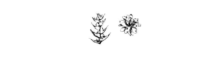 Tupiniquim-Flora  Free Fonts Download